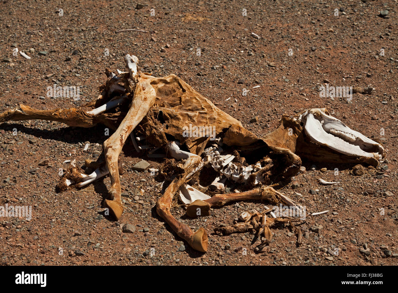 Kadaver, Salar del Hombre Muerto, Argentinien Stockfoto