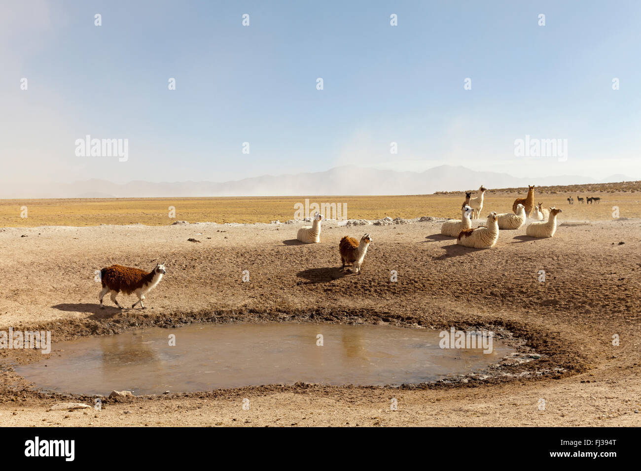 Lamas in der Puna Wüste, Argentinien Stockfoto