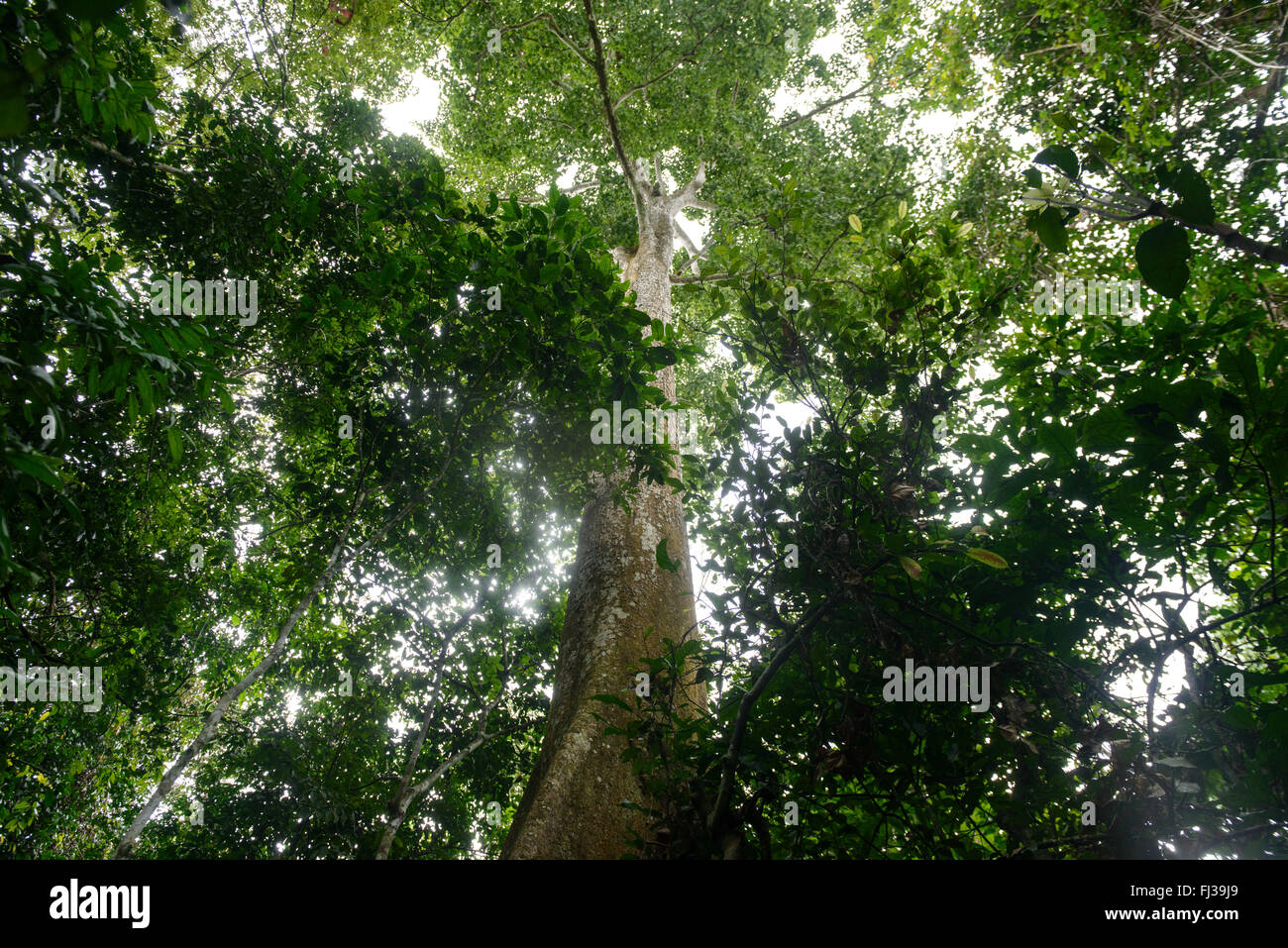 Nachhaltigen Holzeinschlag, Kamerun, Afrika Stockfoto