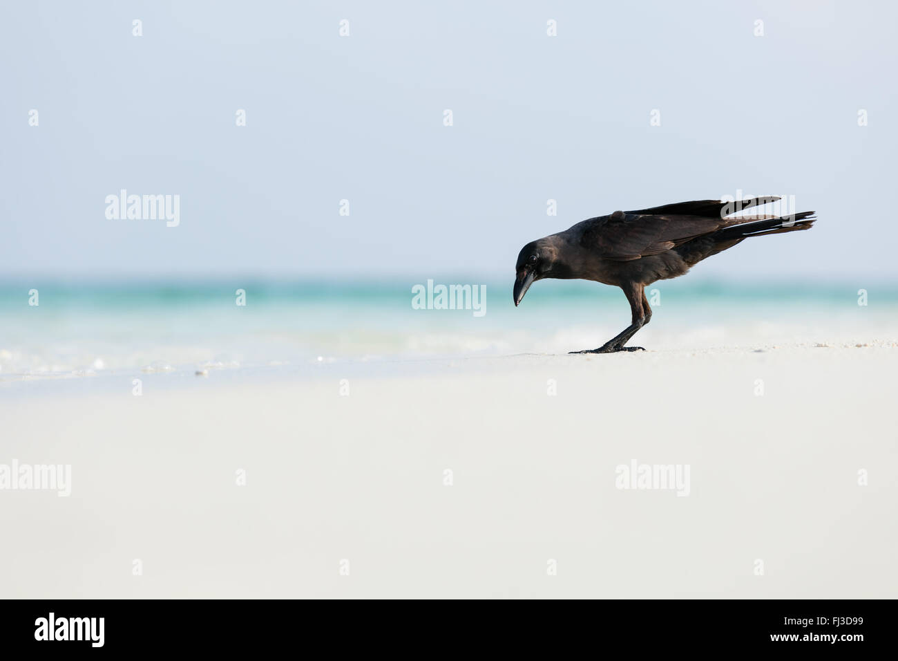 Makrofoto des Raben am Strand Stockfoto