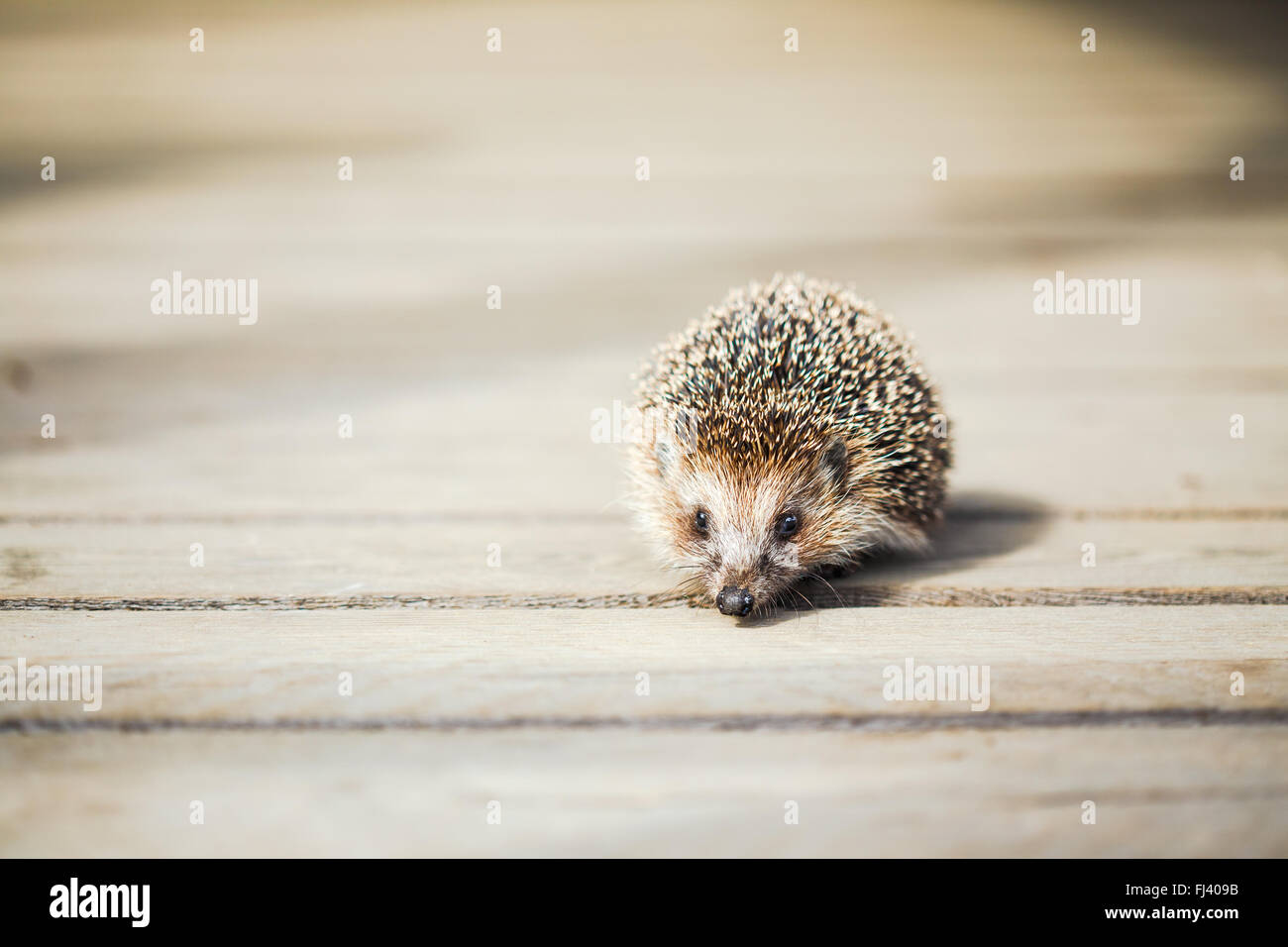 Kleine lustige schöne Igel stehen auf Holzboden. Textfreiraum Stockfoto