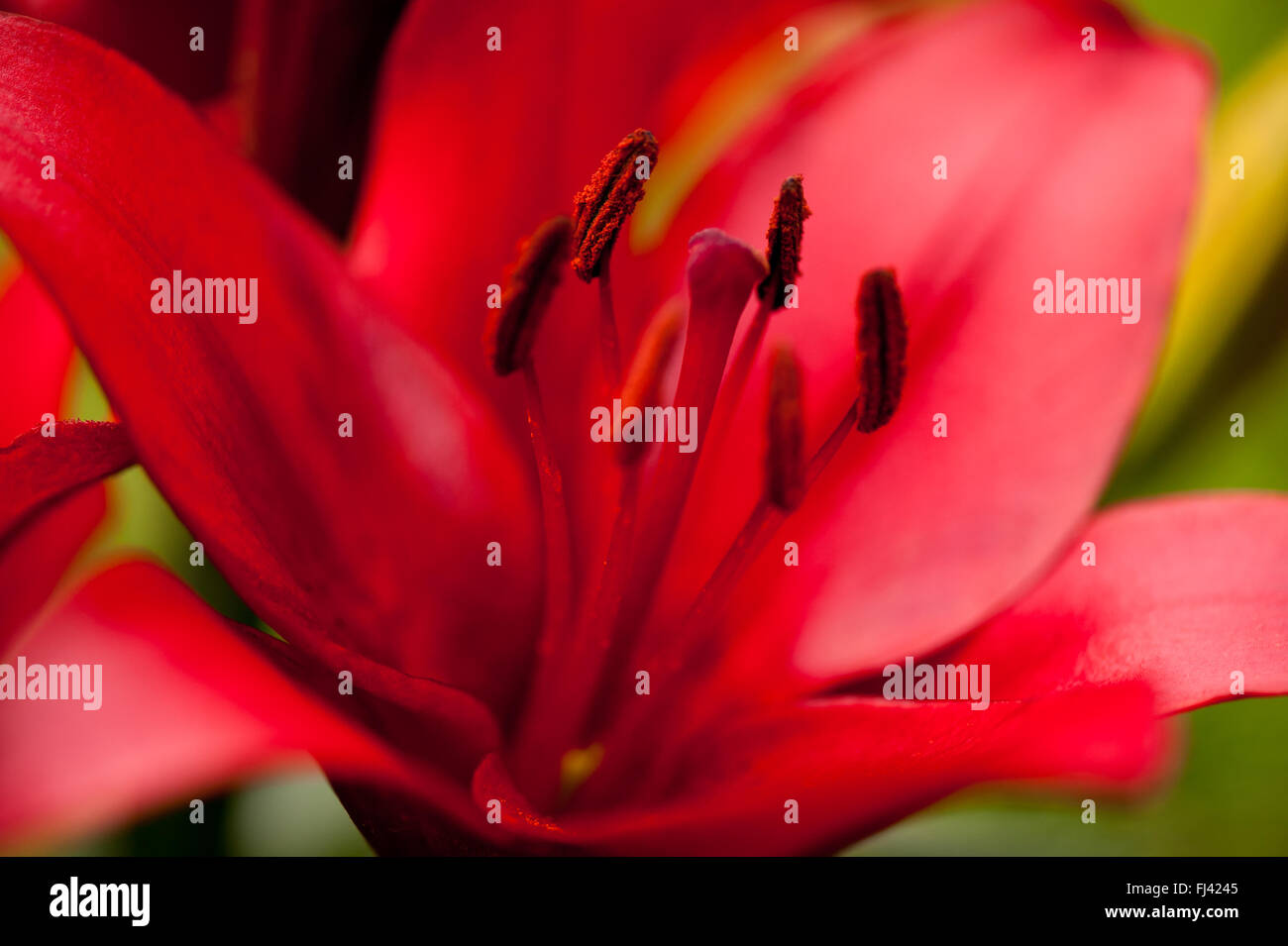 Red Lily Staubblätter Closeup, große Blume sommergrüne mehrjährige Pflanze in der Familie Liliaceae, Blumen wachsen in Polen, Europa, Blüte Stockfoto