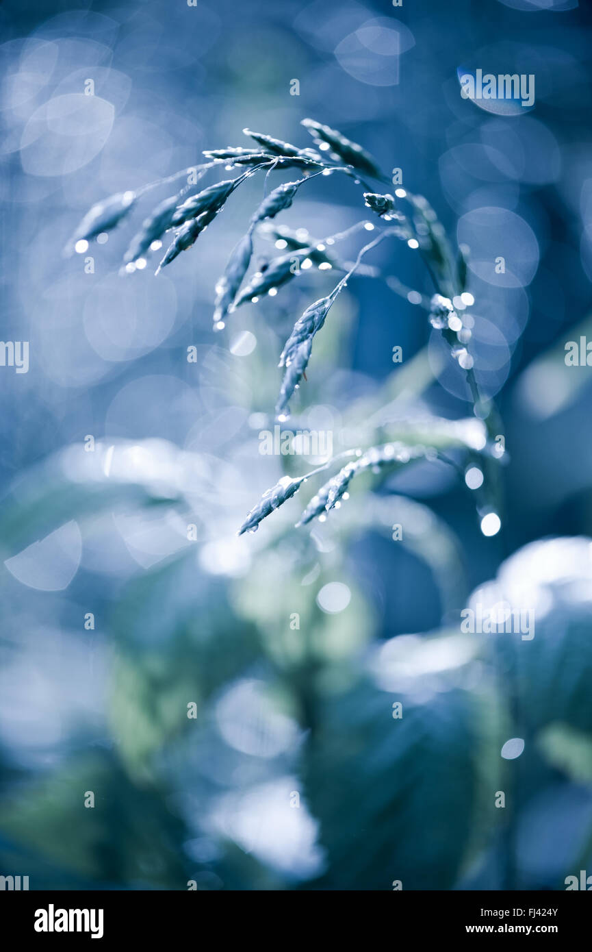 Blaue fabelhafte Rasen scheint in Bokeh verschwommen Kreisen nach dem Regen, kalte Farben Regentropfen schimmern im Sonnenlicht Stockfoto