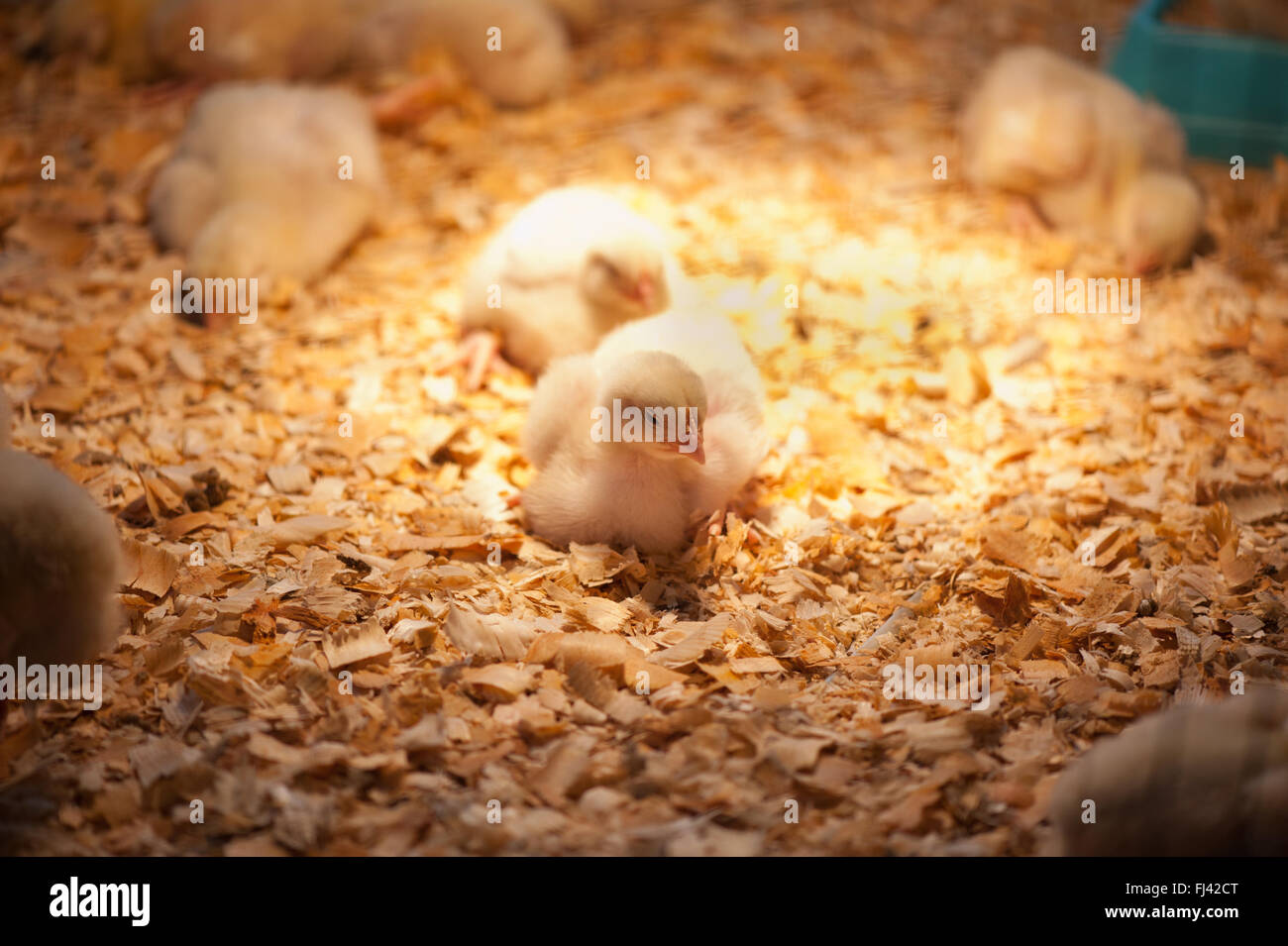 Zier-kleine Hühner auf Messe in Warschau, Polen, 14. Februar 2016, züchten Hausgeflügel Display, gelbe flauschige Jungvogel Stockfoto