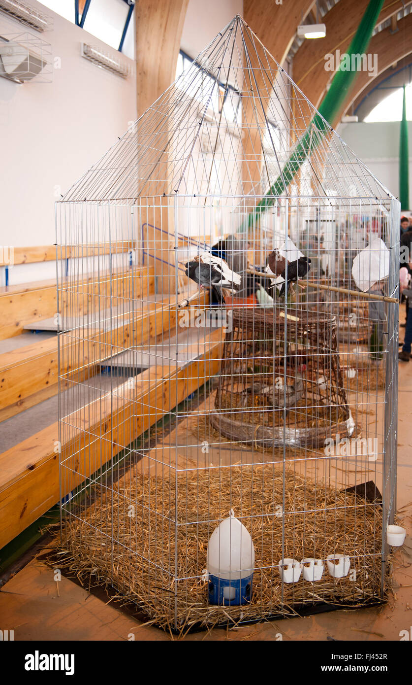 Große Voliere mit Zier-Hühner-Show in Warschau, Polen, 14. Februar 2016 Tauben, züchten Hausgeflügel display Stockfoto