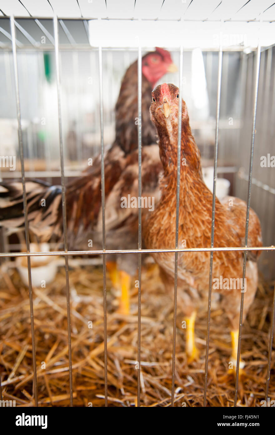 Neugierig Braune Hennen im Käfig auf Zier-Hühner in Warschau, Polen, 14. Februar 2016, züchten Hausgeflügel display Stockfoto