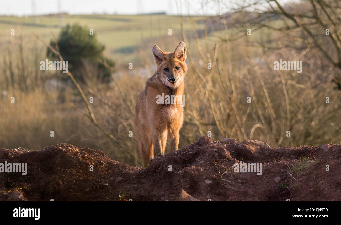 Ein einsamer wolf Stockfoto