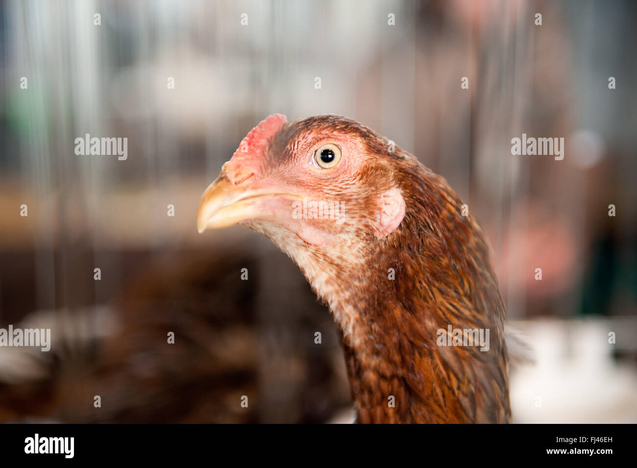 Braune Henne Kopf Porträt auf Zier-Hühner in Warschau, Polen, 14. Februar 2016, züchten Hausgeflügel display Stockfoto