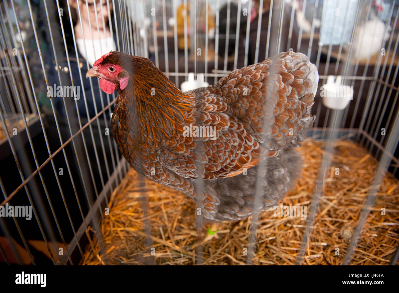 Eingesperrte zweifarbig Henne posiert auf Zier-Hühner in Warschau, Polen, 14. Februar 2016, Hausgeflügel Rasse display Stockfoto