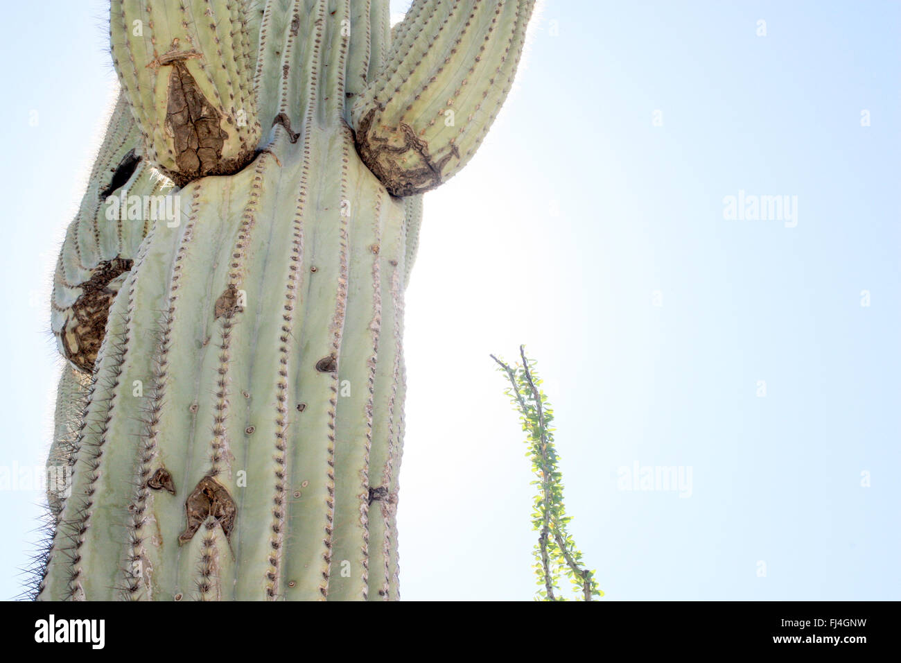 Majestätische Saguaro Stockfoto