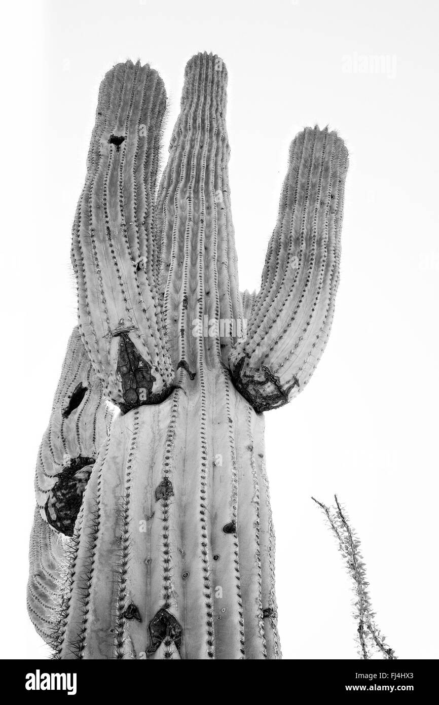 Majestätische Saguaro Stockfoto