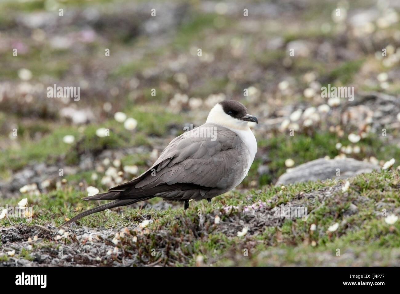 Long-tailed Skua (Stercorarius Longicaudus) Erwachsene im Sommer Gefieder stehen auf Tundra in Arktis Stockfoto