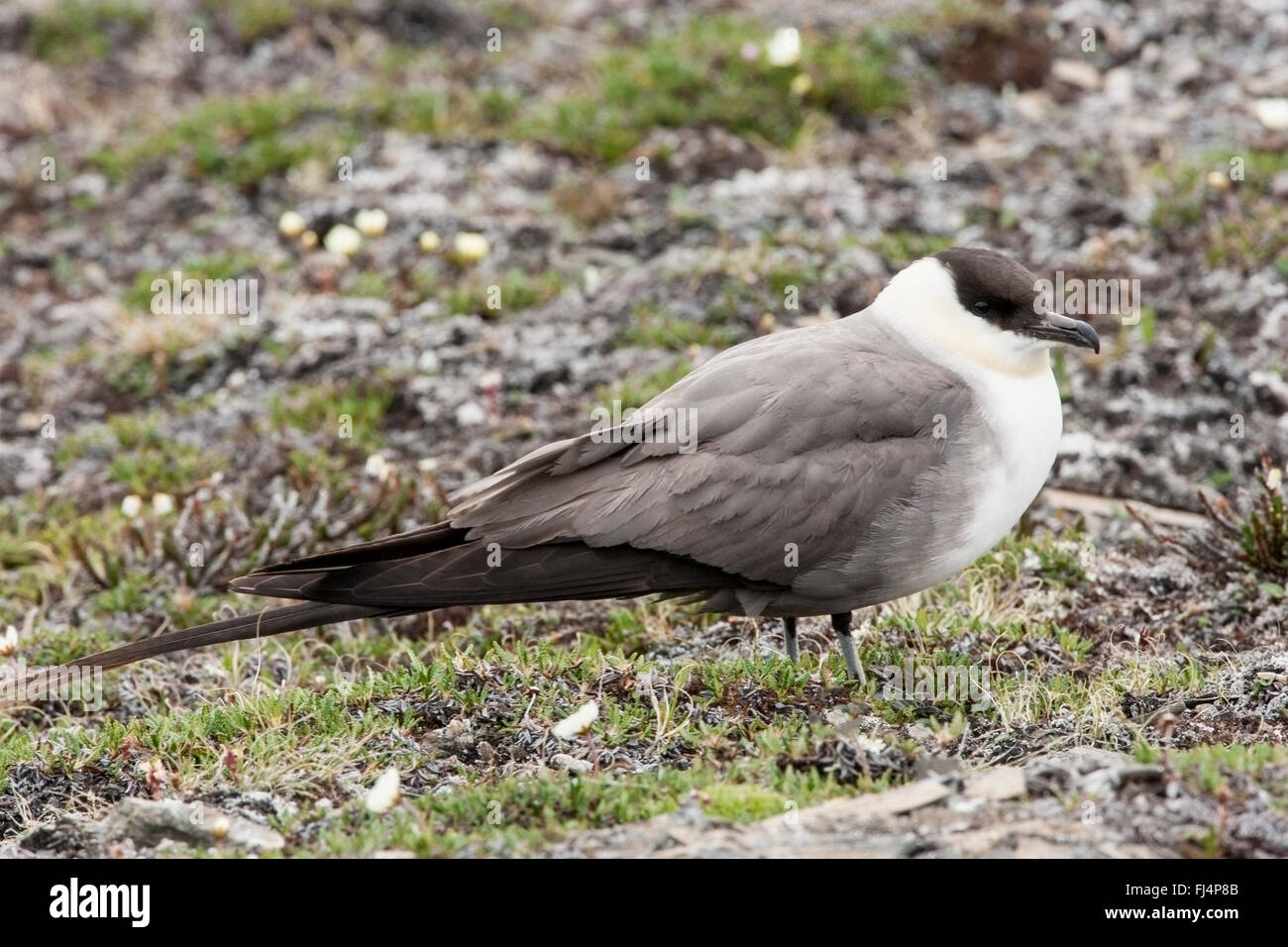 Long-tailed Skua (Stercorarius Longicaudus) Erwachsene im Sommer Gefieder stehen auf Tundra in Arktis Stockfoto