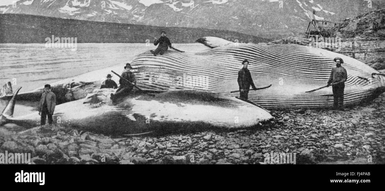 WALFANG in Spitzbergen ca. 1920. Flensing Körper, schneiden Sie das Fleisch Stockfoto
