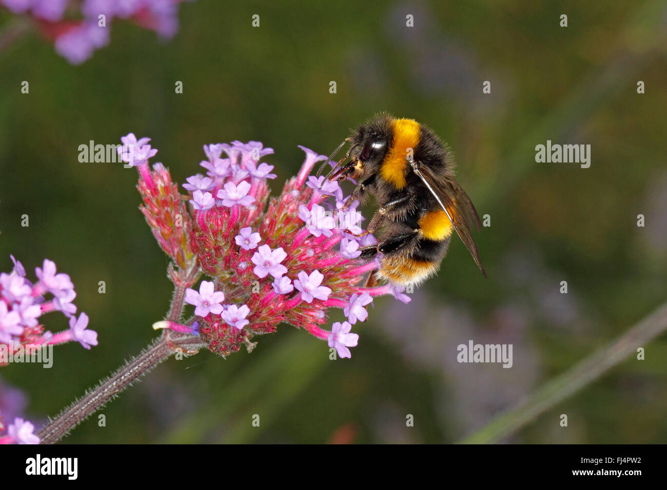 Buff-tailed Bumble Bee (Bombus Terrestris) Königin ernährt sich von Verbena Bonariensis im Garten Cheshire UK August 2827 Stockfoto