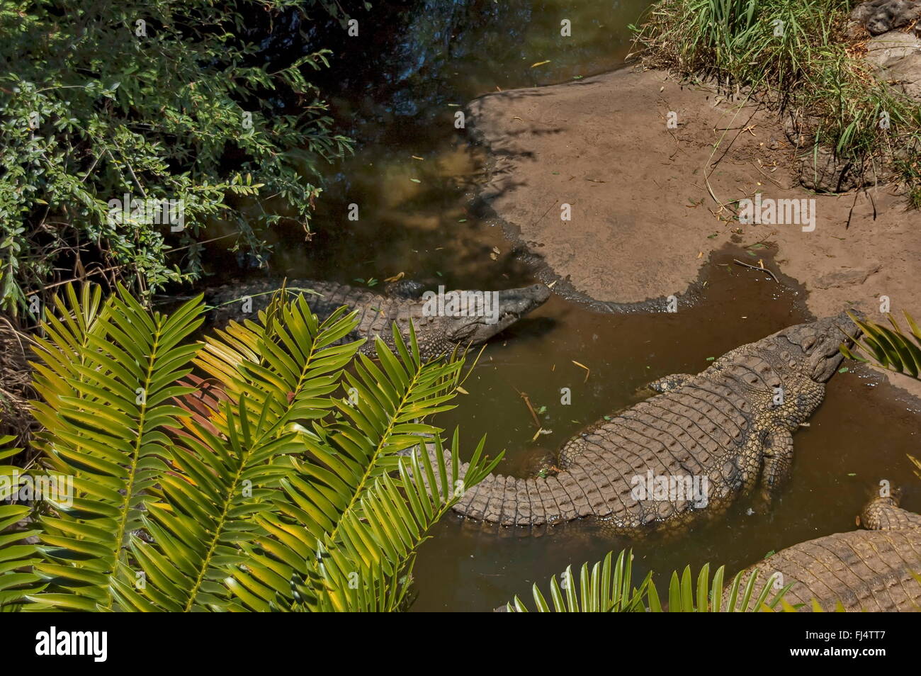 Zwei Krokodile im Wasser auf Kwena Gärten in Sun City, Südafrika Stockfoto