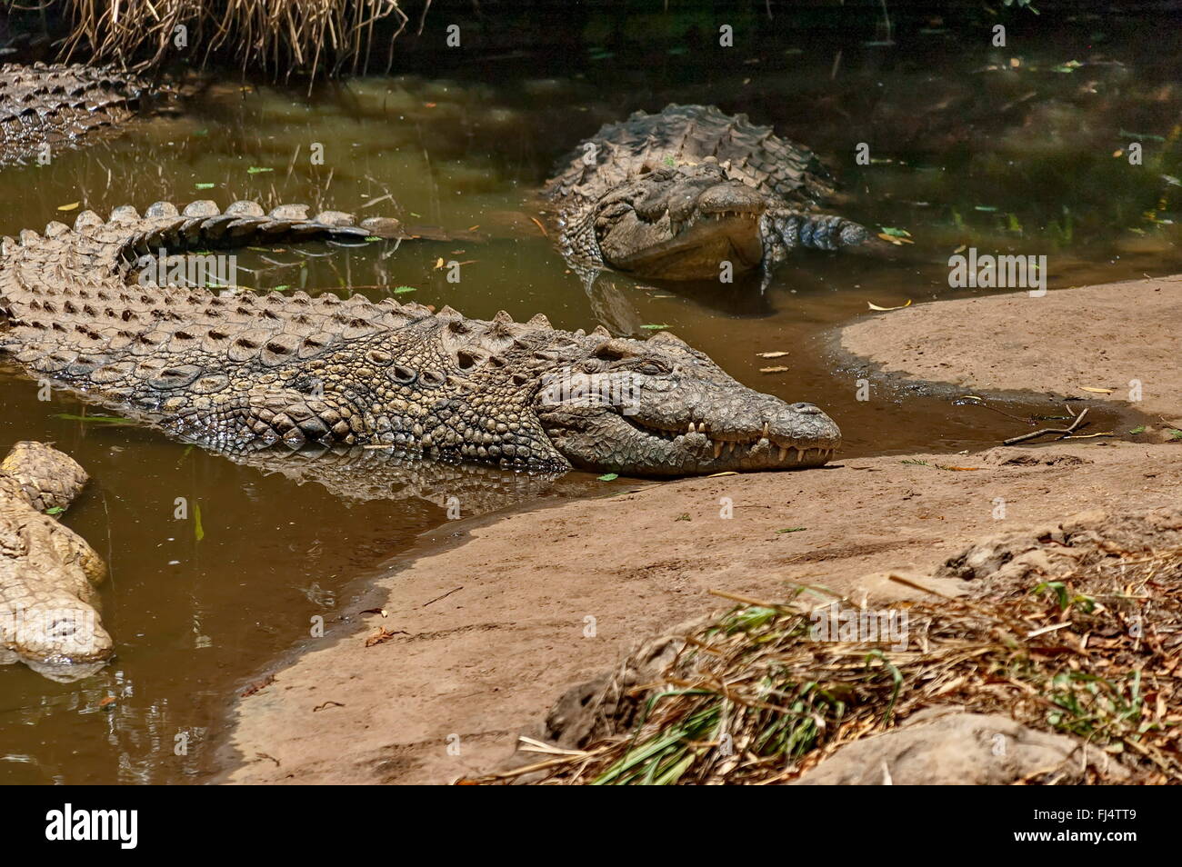 Zwei Krokodile im Wasser auf Kwena Gärten in Sun City, Südafrika Stockfoto