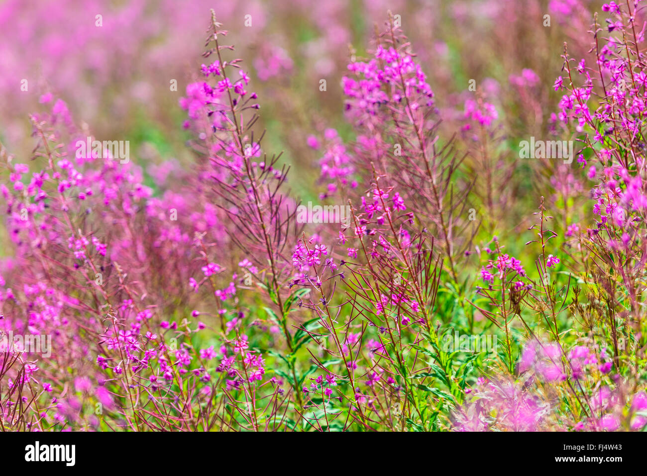 Flauschige rosa Weidenröschen Blumen. Nahaufnahme Schuss Stockfoto