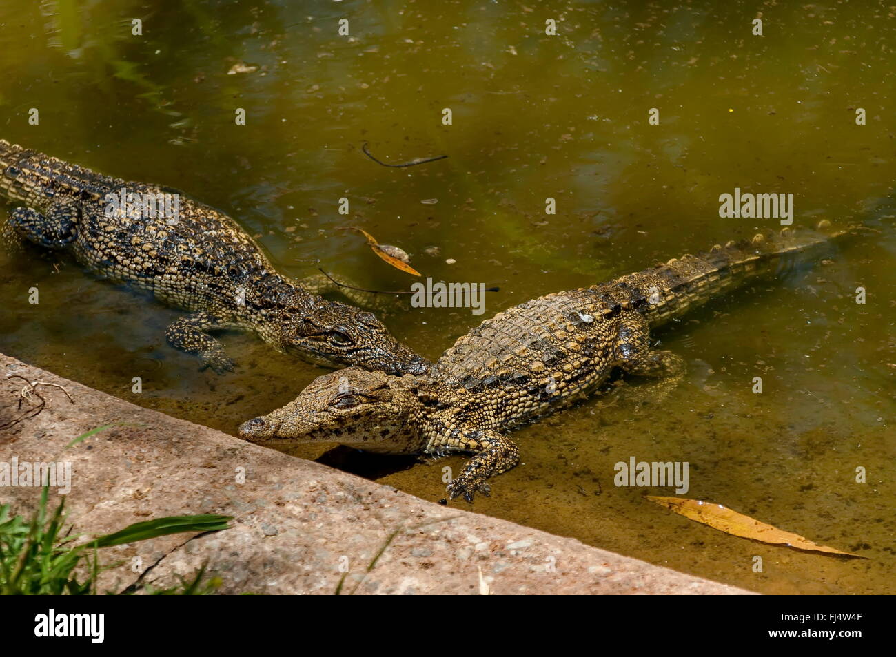 Zwei kleine Krokodile spielen in Kwena Gärten in Sun City, Südafrika Stockfoto