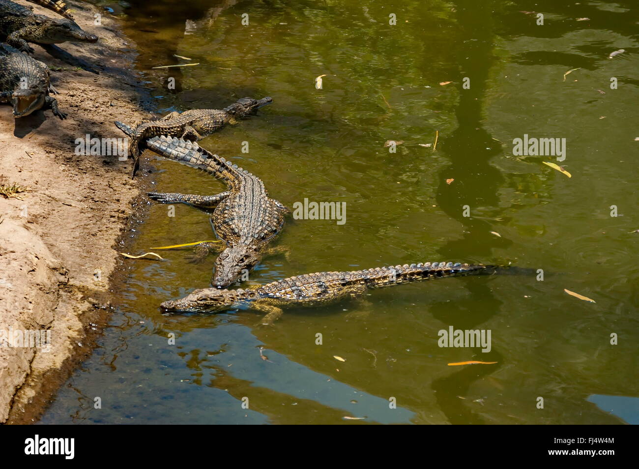 Zwei kleine Krokodile spielen in Kwena Gärten in Sun City, Südafrika Stockfoto