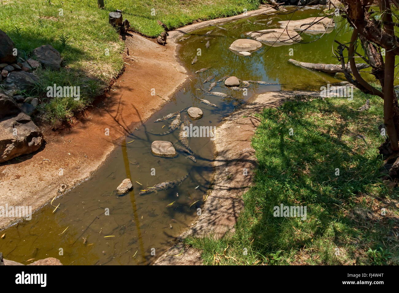 Mehrere kleine Krokodile Kwena Gardens in Sun City, Südafrika Stockfoto