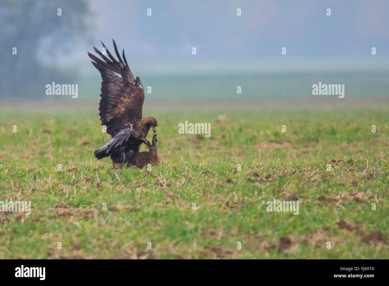 Steinadler (Aquila Chrysaetos), jagt ein Hase, Deutschland, Bayern Stockfoto