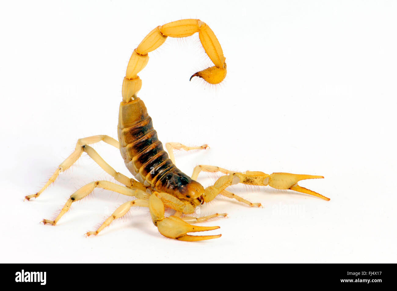 Riesenskorpion Wüste behaarte, behaarte Riesenskorpion, Wüste von Arizona behaarte Skorpion (Hadrurus Arizonensis), gefährlichen Skorpion in Verteidigung Haltung, Ausschnitt Stockfoto