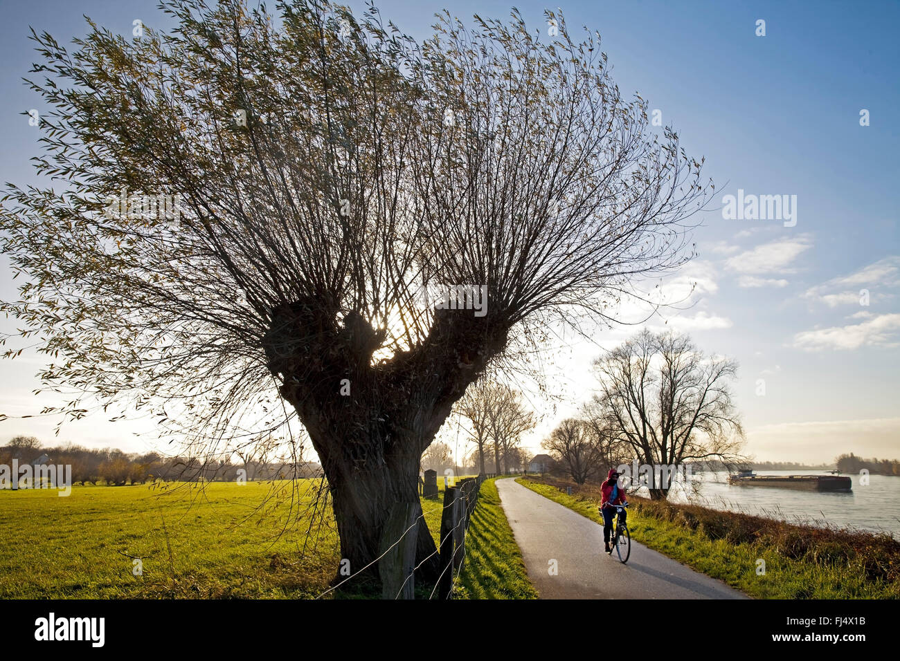 Weide, Korbweide (Salix spec.), Radfahrer auf Radweg mit Kopfweiden, Düsseldorf, Niederrhein, Nordrhein-Westfalen, Deutschland Stockfoto