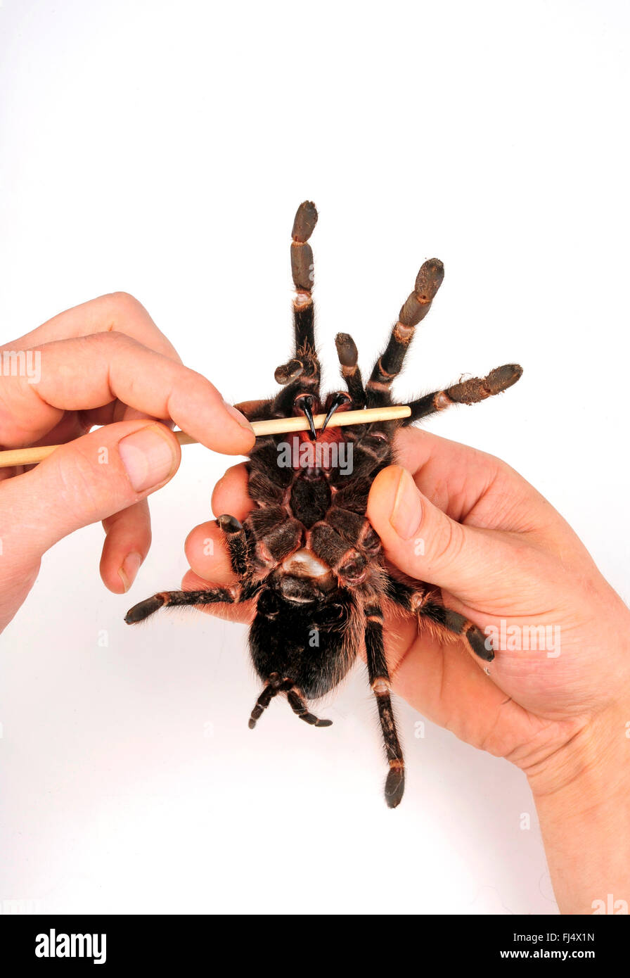 Brasilianische Lachs rosa Vogel-Essen-Vogelspinne, lachsrosa (Lasiodora Parahybana), Vogel Spinne in der Hand eines Mannes der poison Reißzahn zeigt Stockfoto