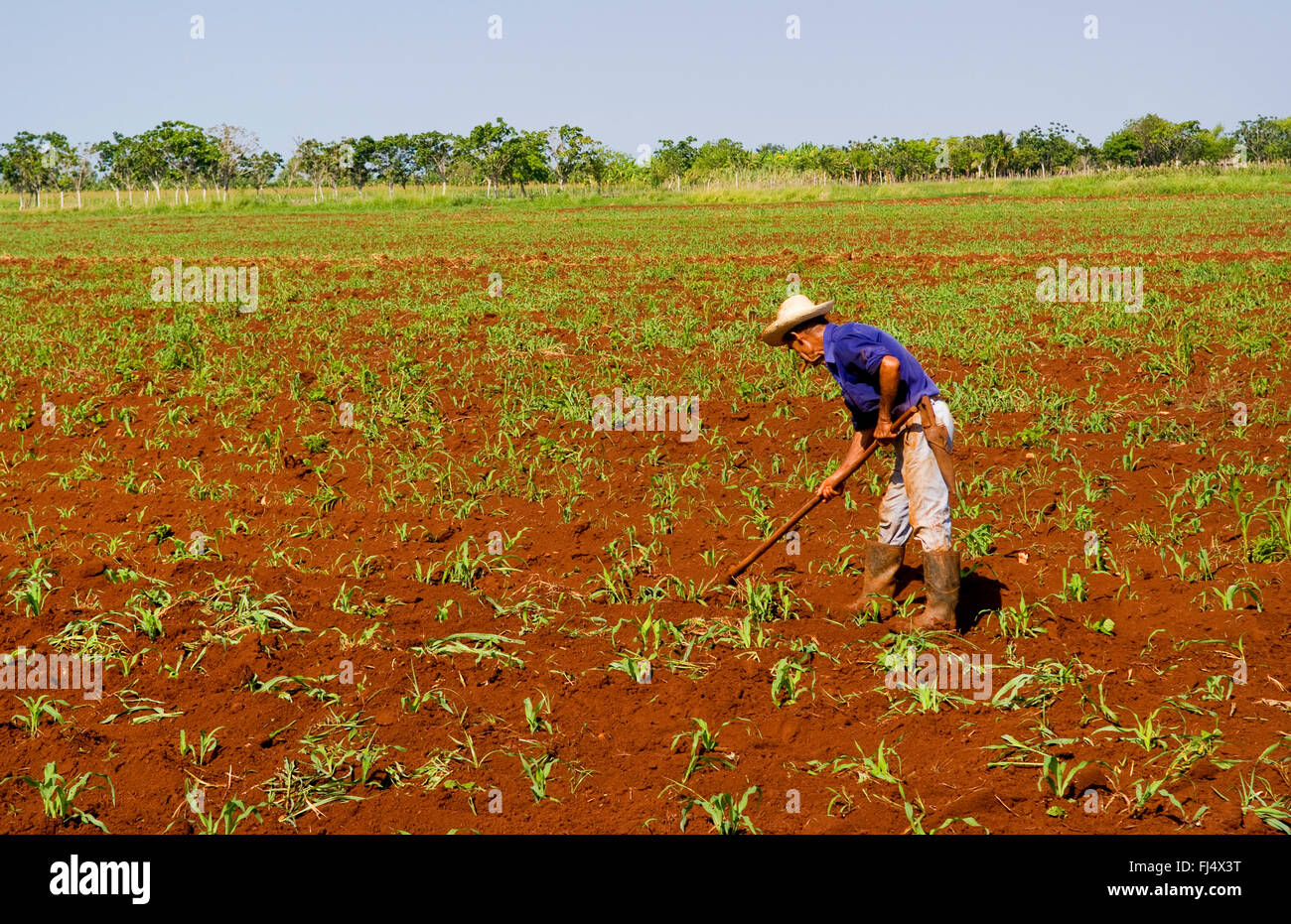 einfacher Bauer arbeiten in Feld, Seite Ansicht, Kuba, Habana Stockfoto