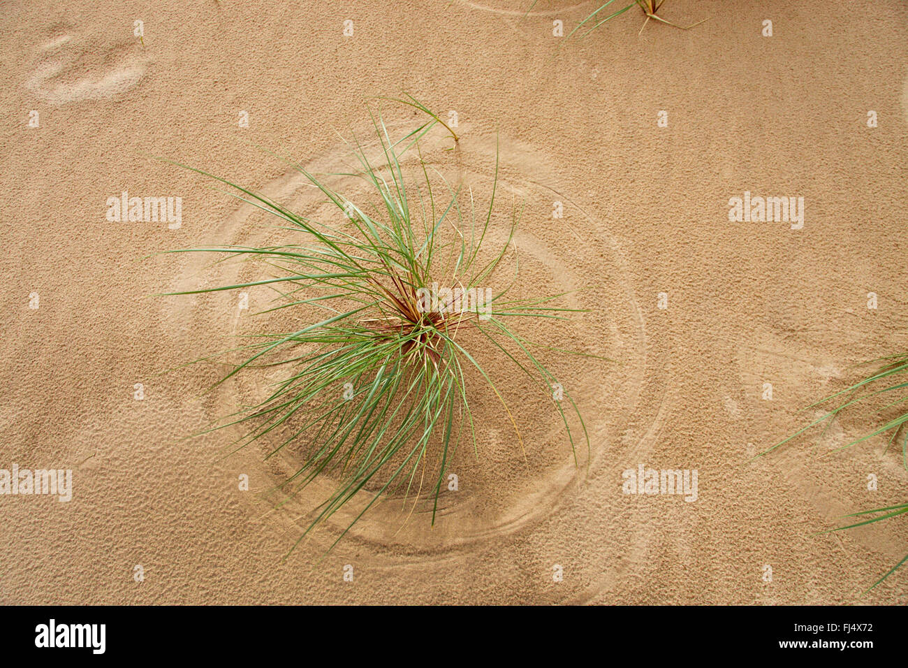 Strandhafer, Europäische Strandhafer, Dünengebieten Grass, Psamma, Meer Sand-Reed (Ammophila Arenaria), auf Sand, Ansicht von oben, Dänemark, Juetland, Thy Nationalpark Stockfoto