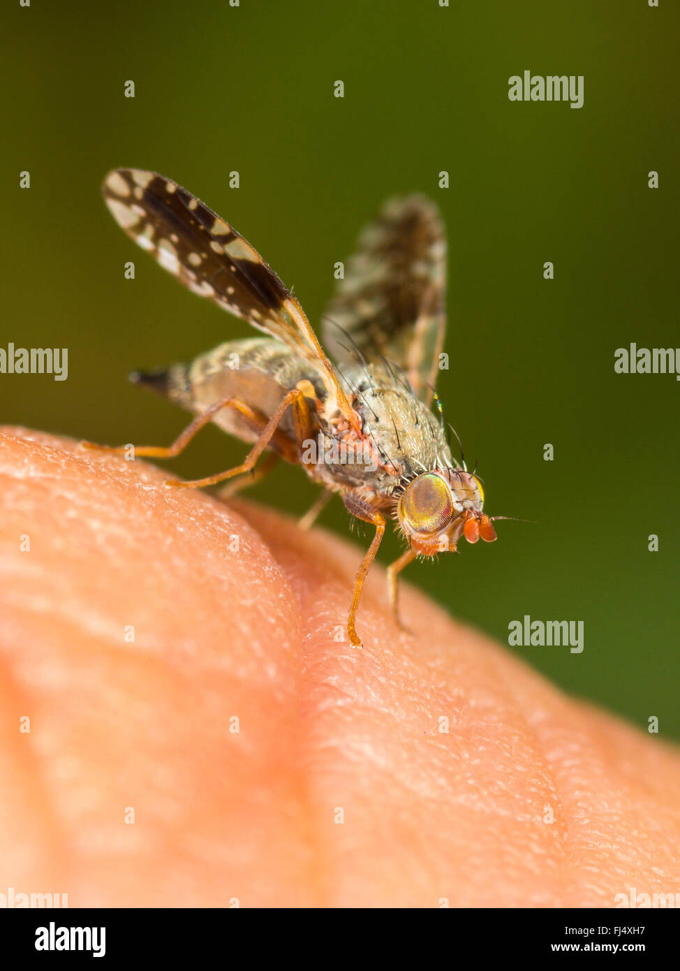 Tephritid Fliege (Tephritis Neesii), weibliche auf der menschlichen Haut, Deutschland Stockfoto