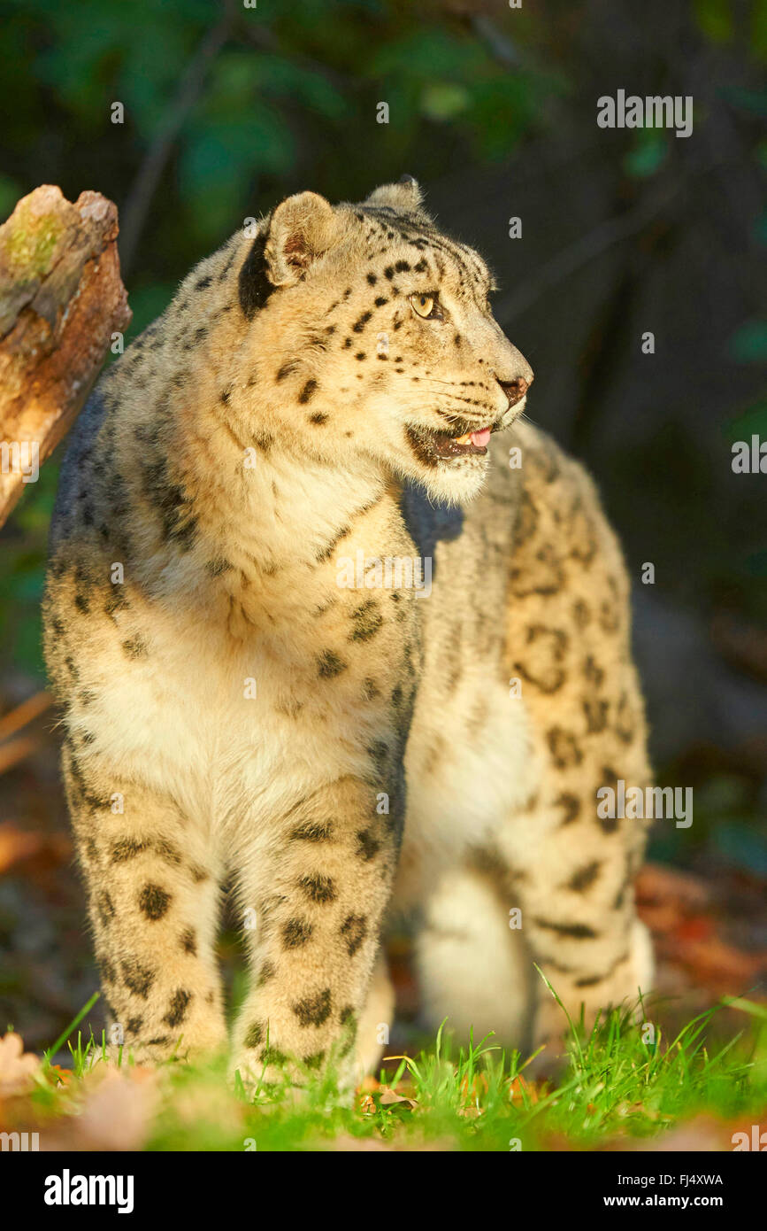 Schneeleopard (Uncia Uncia, Panthera Uncia), Schnee weibliche Leoparden im Licht der Sonne Stockfoto