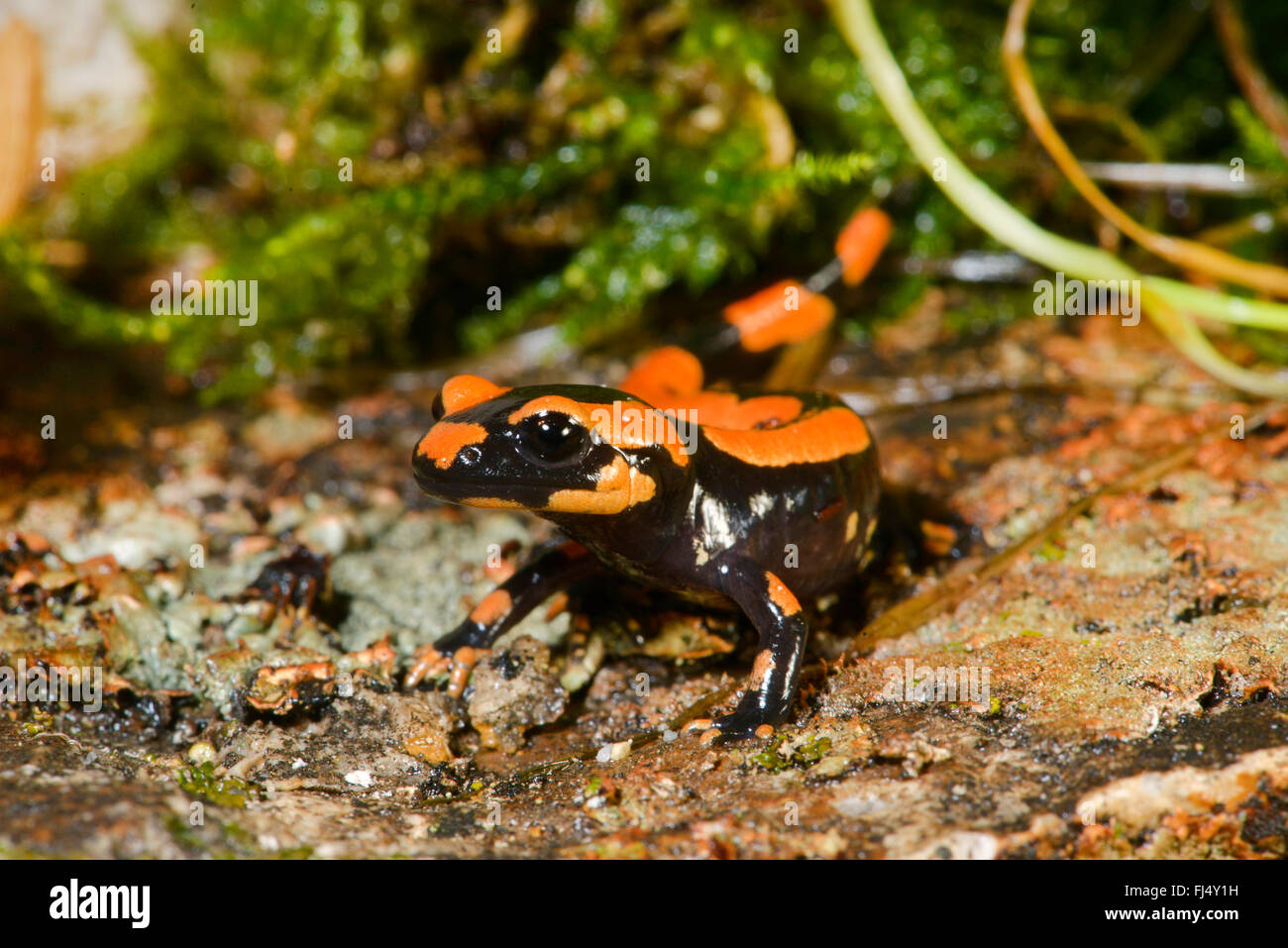 Europäische Feuersalamander (Salamandra Salamandra, Salamandra Salamandra Terrestris), orange Morph, Deutschland Stockfoto