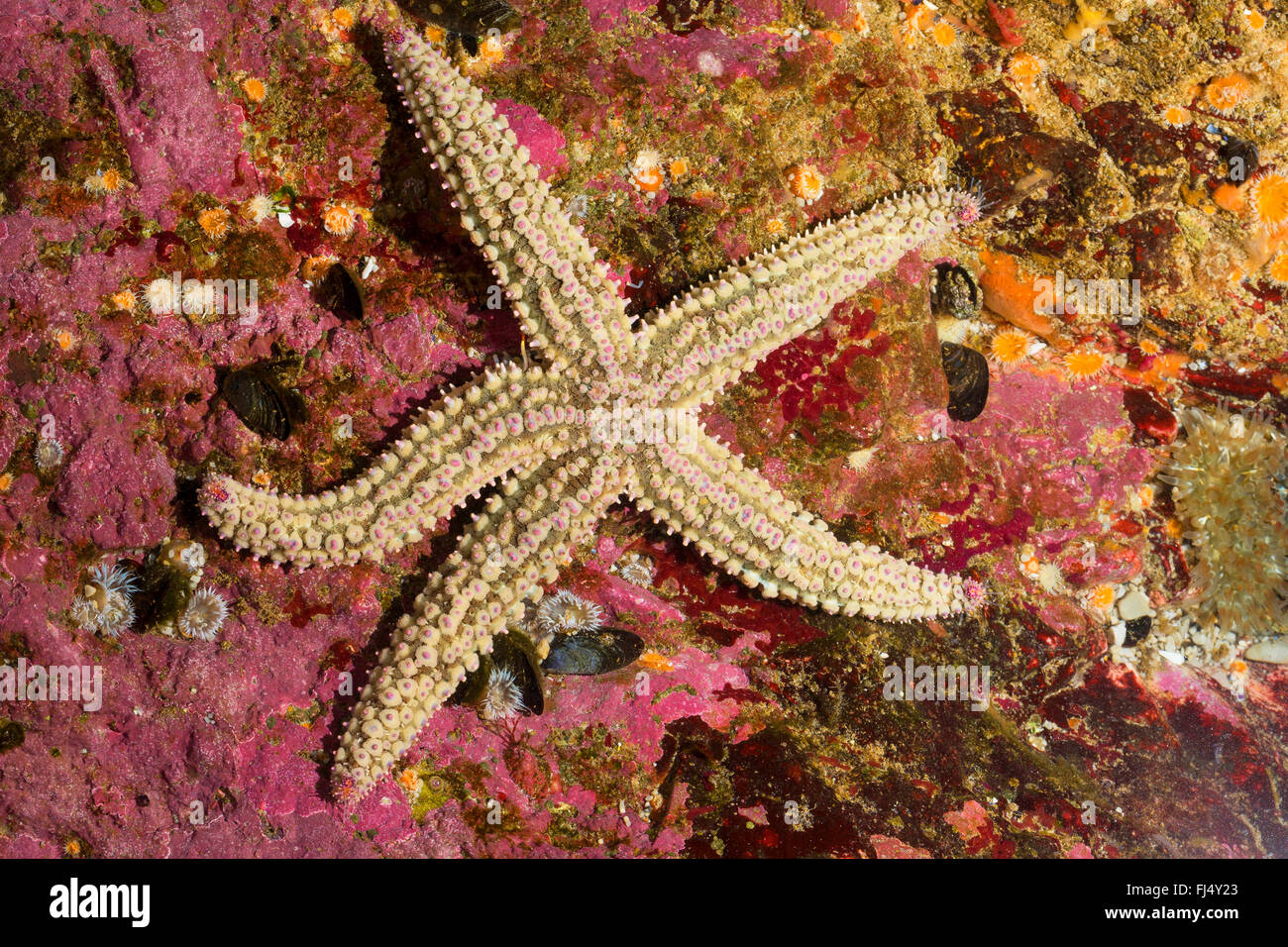 Stacheligen Seesterne, Spiny Sea star (Marthasterias Cyclopoida), mit mehreren rose Anemonen Stockfoto