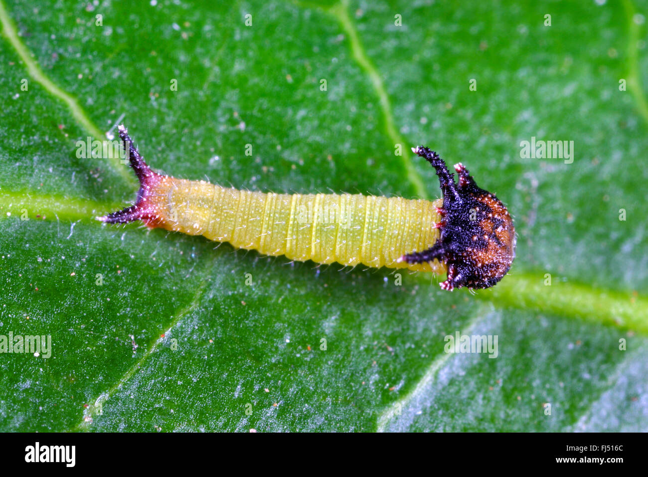 Zweiseitige Pascha, Foxy Kaiser (Charaxes Jasius), Raupe Stockfoto