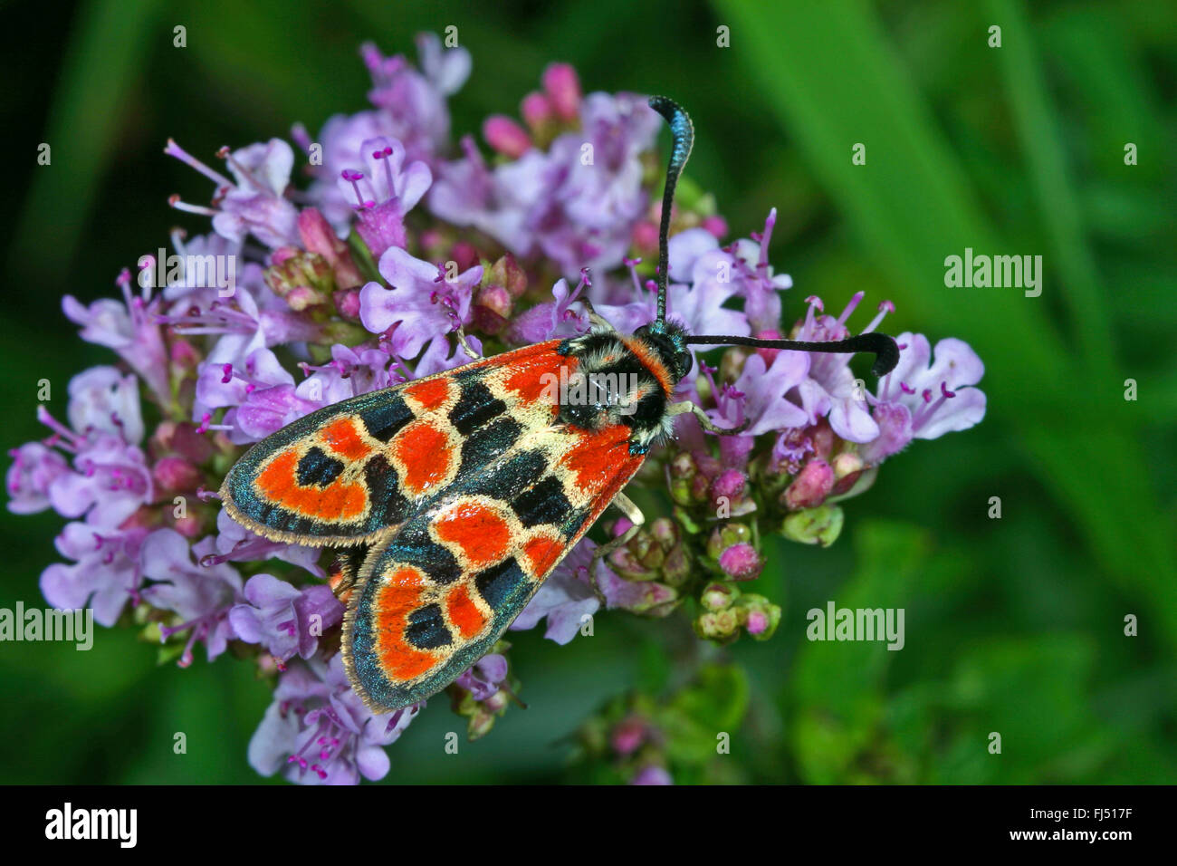 Verheißungsvolle Burnet Motten (Zygaena Fausta, Zygaena Faustina), Origanum, Deutschland Stockfoto