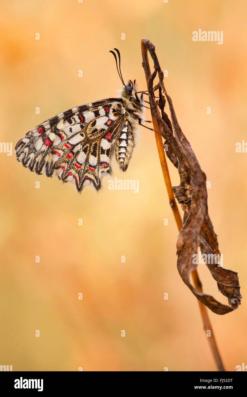 Schmetterling zerynthia rumina -Fotos und -Bildmaterial in hoher