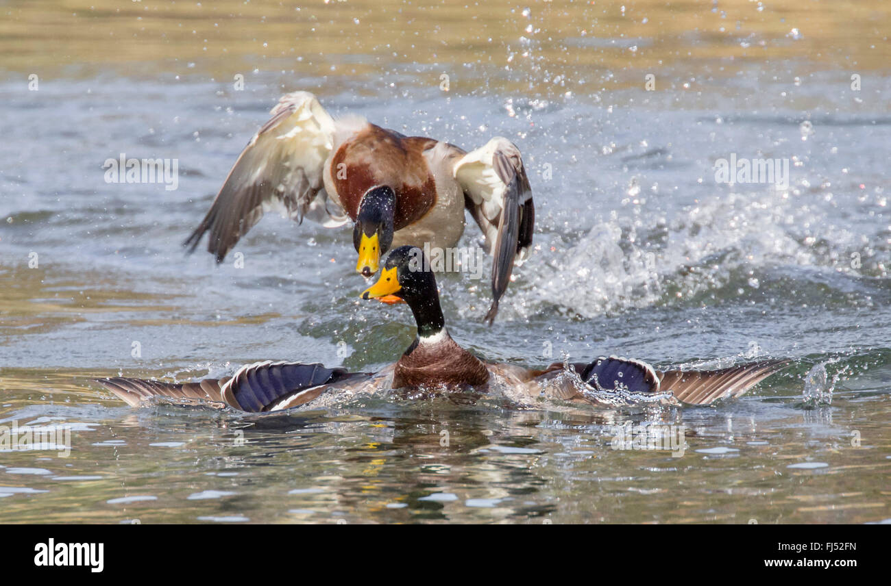 Stockente (Anas Platyrhynchos), zwei Erpel in territorialen Kampf, Deutschland, Bayern Stockfoto