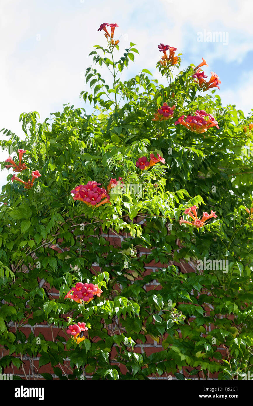 Trumpet Vine, Trumpet Creeper (Campsis spec, Bignonia spec, Tecoma Spez.), an einer Fassade, Deutschland Stockfoto