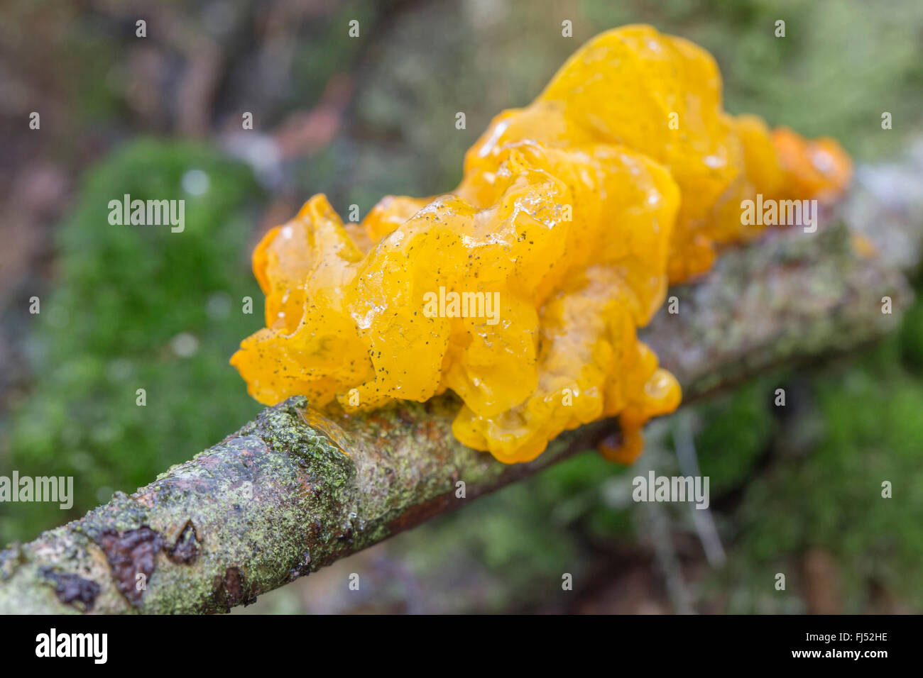 Gelbe, goldene Gelee-Pilz, gelbe Trembler, Witches' Butter (Tremella Mesenterica, Tremella Lutescens), Gehirn, Fruchtkörper auf einem Ast, Niederbayern, Niederbayern, Bayern, Deutschland Stockfoto