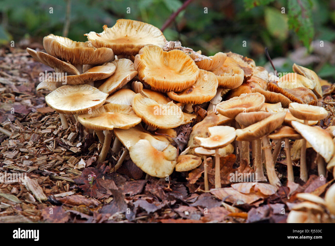 Faltige Fieldcap (Agrocybe Rivulosa), auf Holzspänen, Deutschland Stockfoto