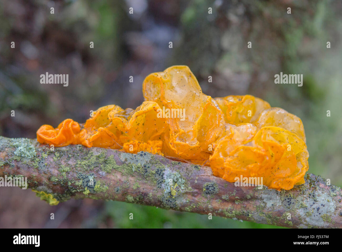 Gelbe, goldene Gelee-Pilz, gelbe Trembler, Witches' Butter (Tremella Mesenterica, Tremella Lutescens), Gehirn, Fruchtkörper auf einem Ast, Niederbayern, Niederbayern, Bayern, Deutschland Stockfoto