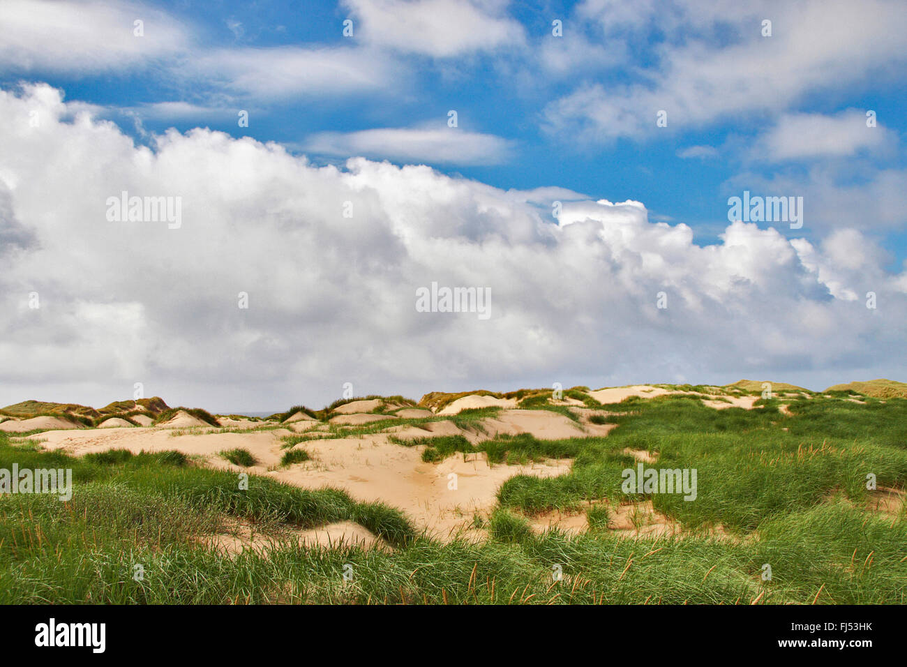 Strandhafer, Europäische Strandhafer, Dünengebieten Grass, Psamma, Meer Sand-Reed (Ammophila Arenaria) gewachsen Dünenlandschaft, Dänemark, Juetland, Nationalpark Thy Stockfoto