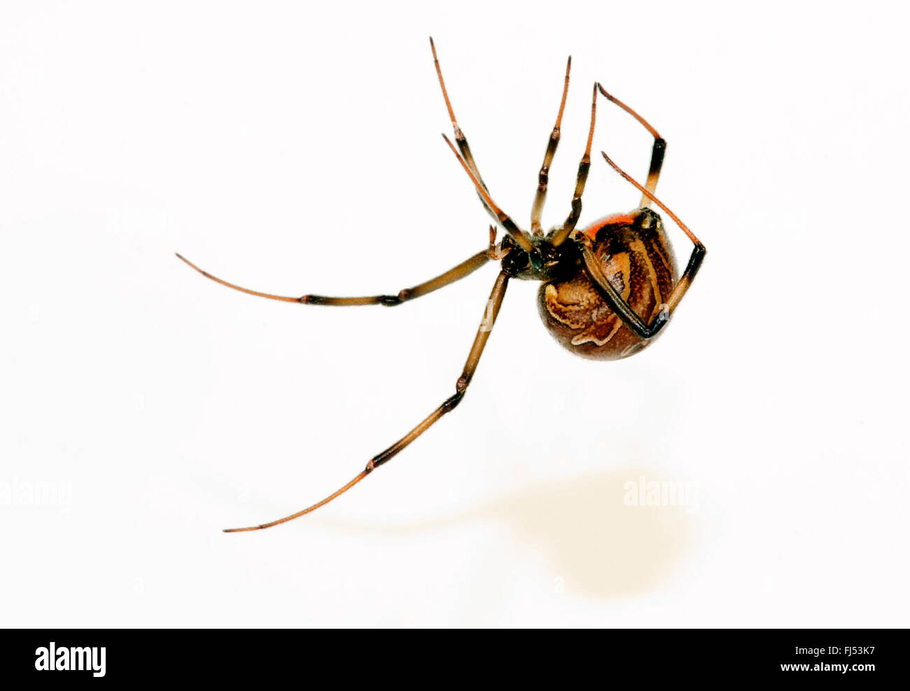 braune Witwe (Latrodectus Geometricus), weltweit verbreitet, giftige Spinne Stockfoto