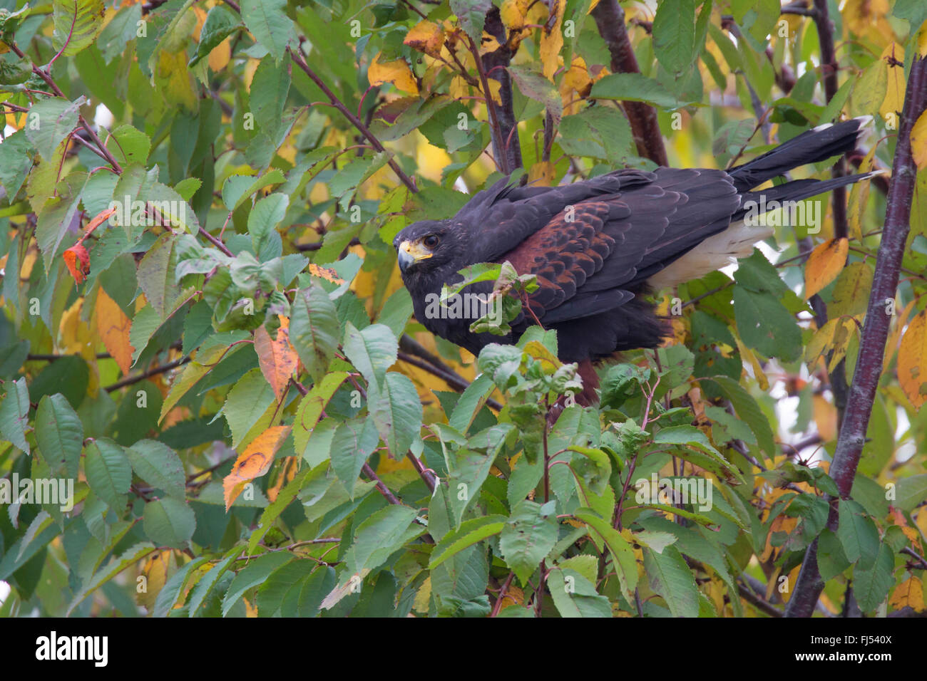 harris'hawk (Parabuteo Unicinctus), auf einem Ast auf einem Strauch Stockfoto