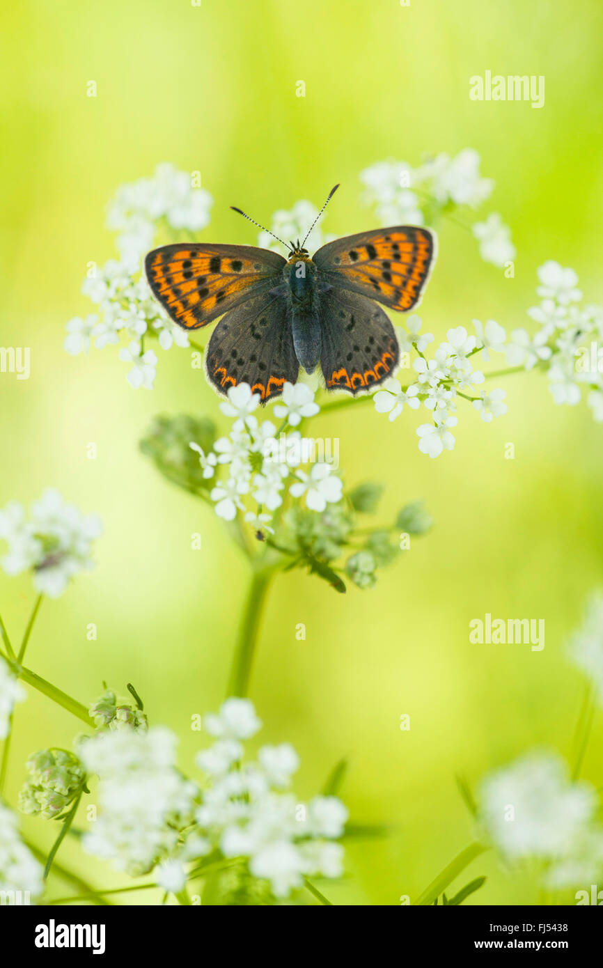 rußiger Kupfer (Heodes Tityrus, Loweia Tityrus, Loweia Tityrus, Lycaena Tityrus), Weibchen auf einem Doldengewächse, Deutschland, Rheinland-Pfalz Stockfoto