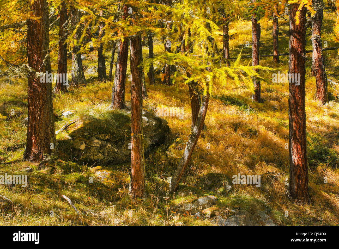 gemeinsamen Lärche, Lärche (Larix Decidua, Larix Europaea), Lärchenwald im Herbst, Schweiz, Wallis Stockfoto