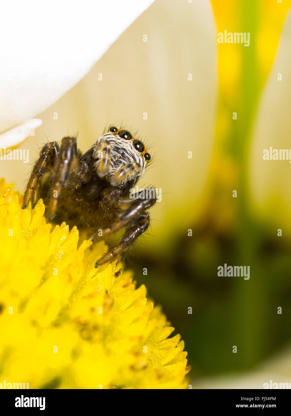 Springende Spinne (Evarcha Arcuata), weibliche sitzen und Jagd auf die Blume von Oxeye Daisy (Leucanthemum Vulgare), Deutschland Stockfoto