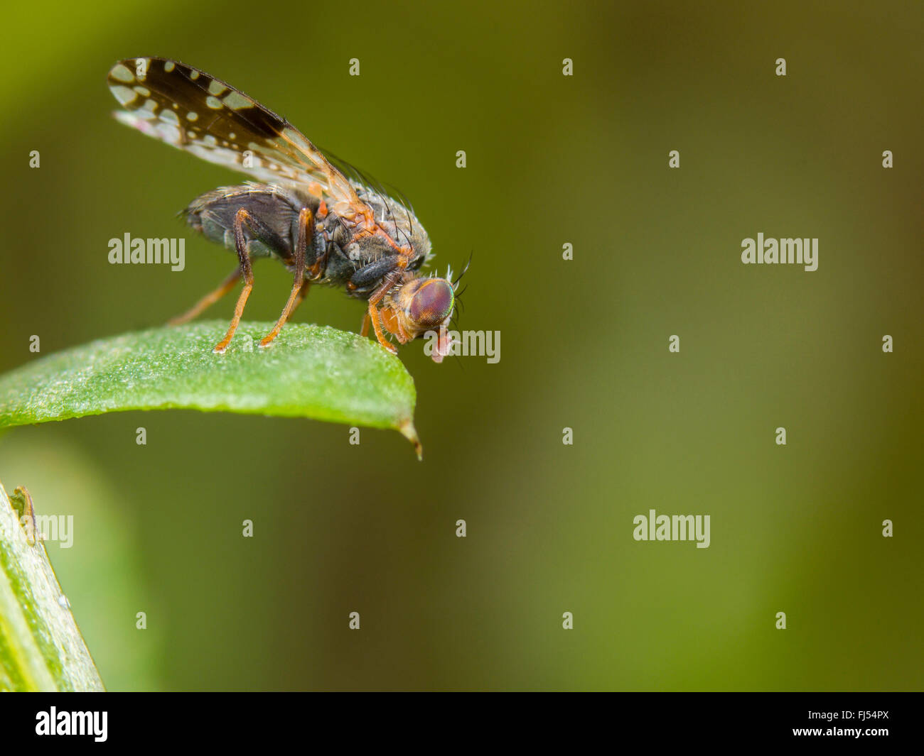 Tephritid Fliege (Tephritis Neesii), männliche auf Ochsen-Auge Daisy (Leucanthemum Vulgare), Deutschland Stockfoto